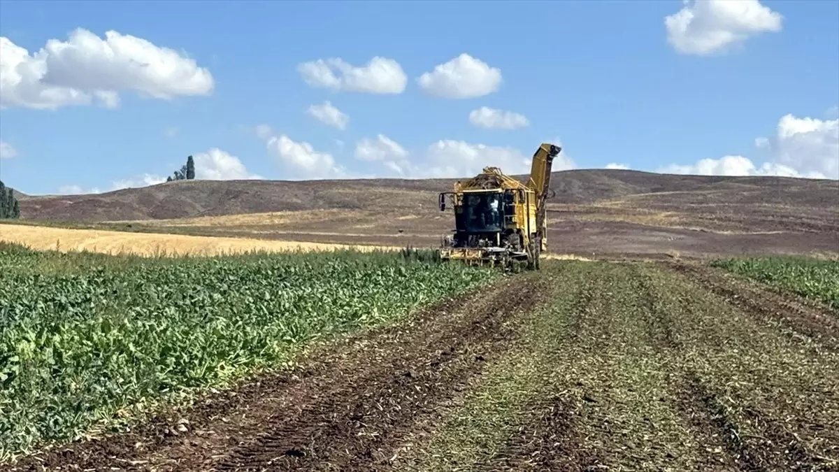 Sivas'ın Gemerek İlçesinde Sezonun İlk Pancar Hasadı Yapıldı