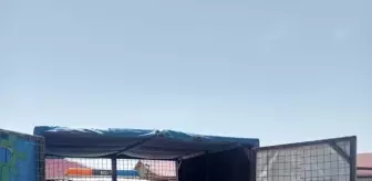 Sivas'ın Gemerek İlçesinde Sahipsiz Sokak Köpekleri Barınağa Götürülüyor