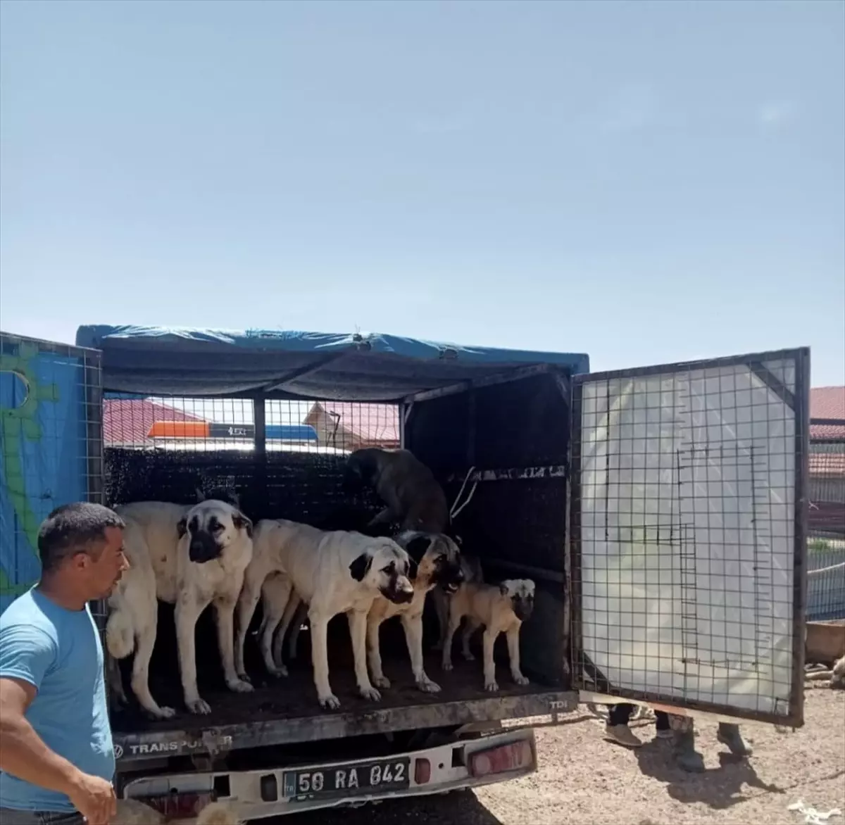 Sivas'ın Gemerek İlçesinde Sahipsiz Sokak Köpekleri Barınağa Götürülüyor