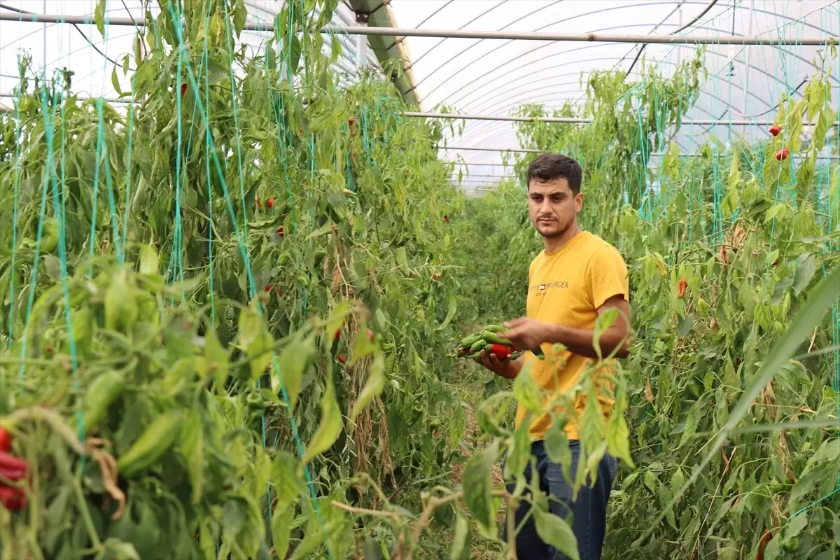 Genç Girişimci Kamil Güneş, Devlet Desteğiyle Seracılığa Adım Attı