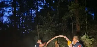 Sinop'un Gerze İlçesinde Orman Yangını Kontrol Altına Alındı