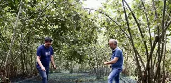 Giresun'da Fındık Hasadında File Örtü Yöntemi İle Maliyetler Düşüyor