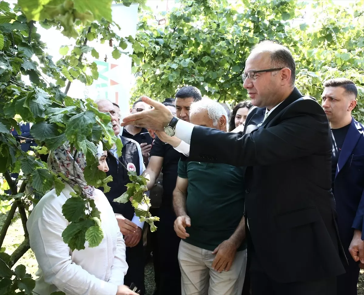 Giresun'da Kahverengi Kokarca ile Mücadele İçin Samuray Arıları Doğaya Salındı