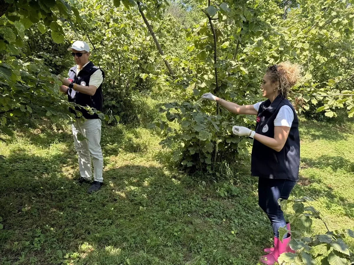 Giresun'da Kahverengi Kokarca ile Mücadele İçin 55 Bin 888 Samuray Arısı Salındı