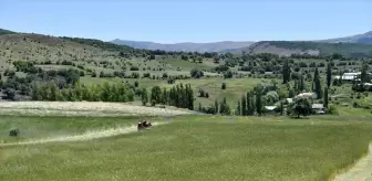 Giresun'da Tarımsal Üretimde İlk Hasat Gerçekleşti