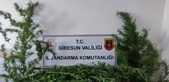 Giresun'da Uyuşturucu Operasyonu: 1 Şüpheli Gözaltına Alındı