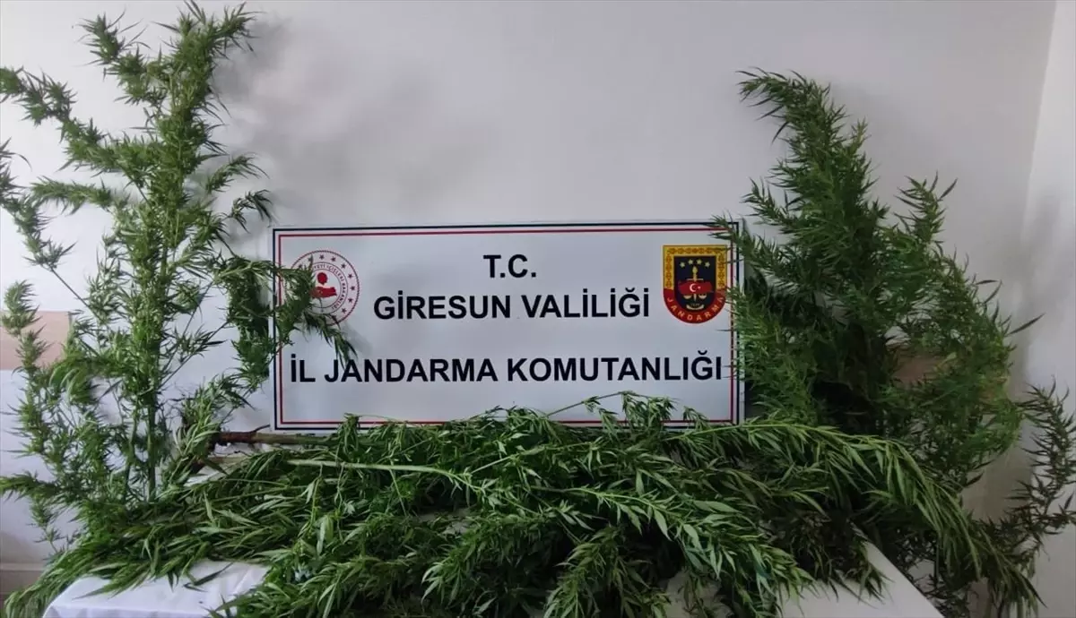 Giresun'da Uyuşturucu Operasyonu: 1 Şüpheli Gözaltına Alındı