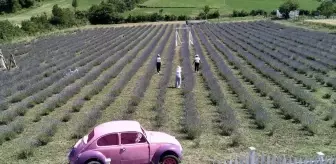 Sinop'ta Kadın Girişimcilerden Lavanta Tarlaları ile Turizme Renk Katkısı