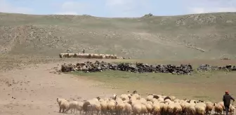 Diyadin'de Çoban Yaylası'nda Göçer Ailelerin Hayvancılık Mücadelesi