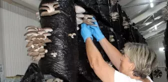 Sinop'taki Kadın Kooperatifi, Mantar Üretimiyle Ekonomiye Katkı Sağlıyor