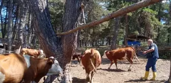 Şap Hastalığına Karşı Aşılama Çalışmaları Devam Ediyor