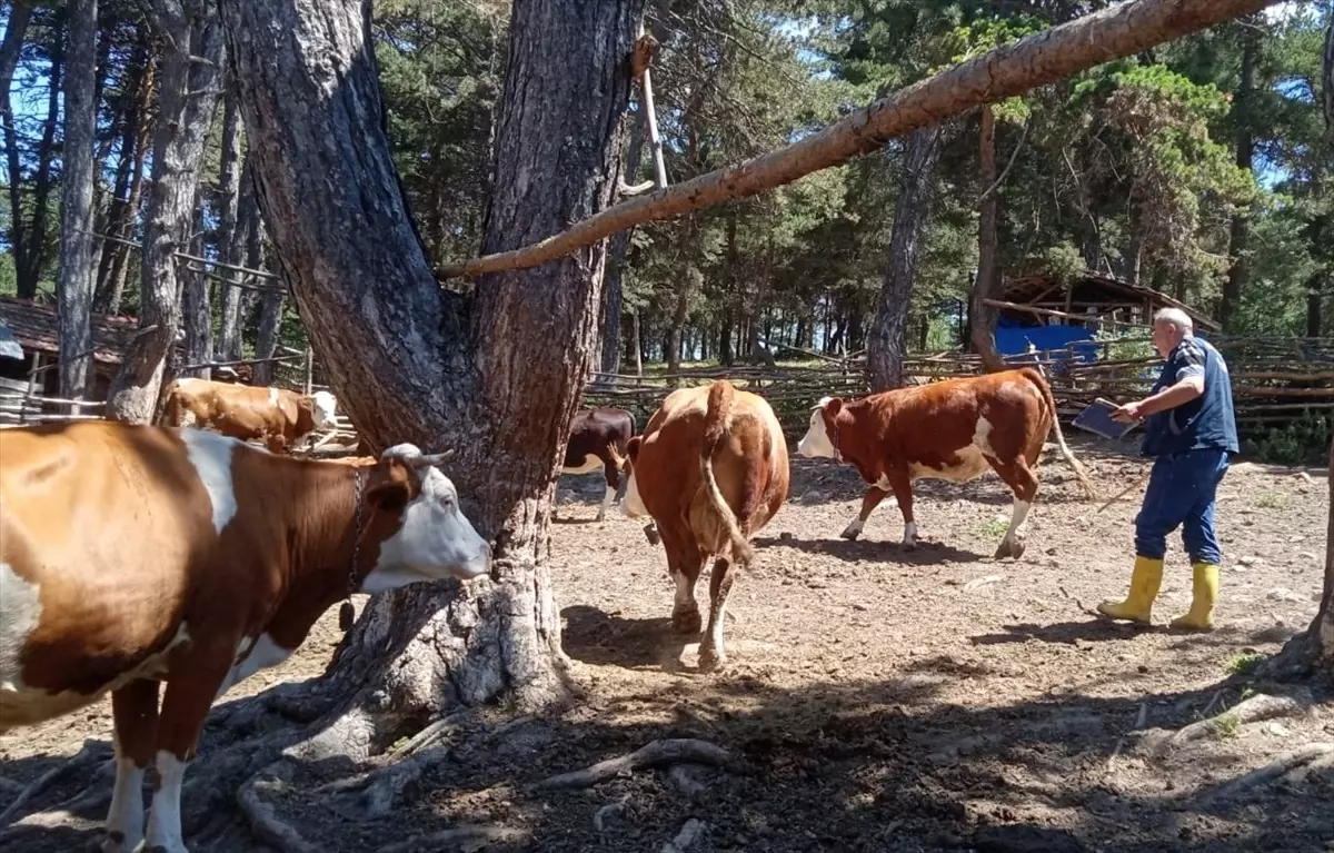 Şap Hastalığına Karşı Aşılama Çalışmaları Devam Ediyor