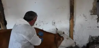 Gümüşhane'de Şap Hastalığına Karşı Aşılama Çalışmaları Devam Ediyor