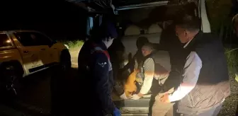 Kürtün'de Yaralı Karaca Tedavi Altına Alındı