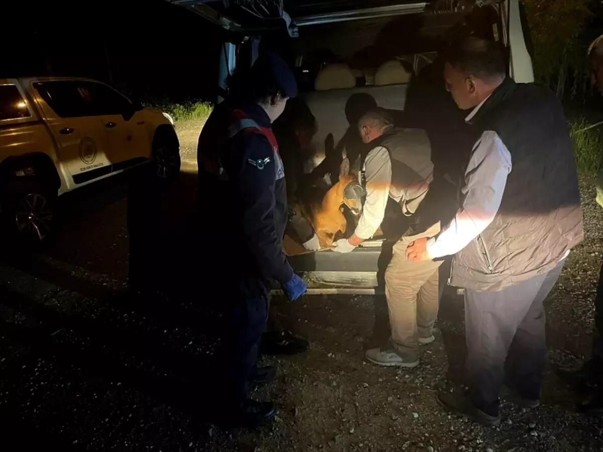Kürtün'de Yaralı Karaca Tedavi Altına Alındı