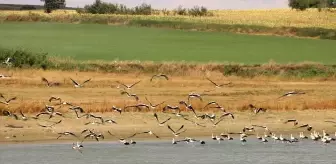 Leyleklerin Göçü Tekirdağ Semalarında Görsel Şölen Oluşturdu