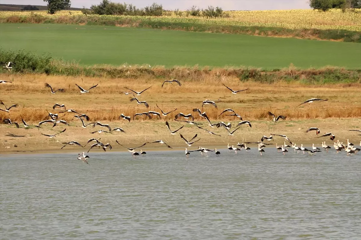 Leyleklerin Göçü Tekirdağ Semalarında Görsel Şölen Oluşturdu