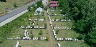 Sinop'un Coğrafi İşaretli Kestane Balı Hasadı Tamamlandı