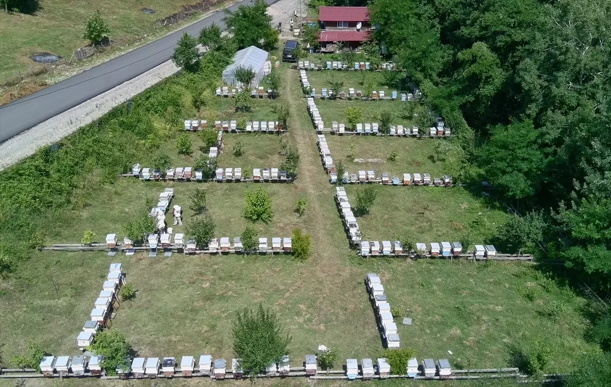Sinop'un Coğrafi İşaretli Kestane Balı Hasadı Tamamlandı