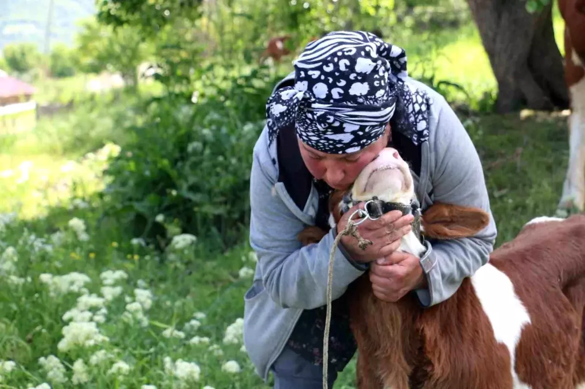 Gürcistanlı Nino, Erzincan'ın Derebük Köyü'nde Besiciliğe Renk Katıyor
