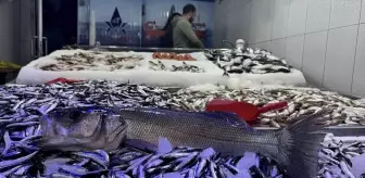 Sinop'ta Hamsi Hasadı Bereketli Geçiyor