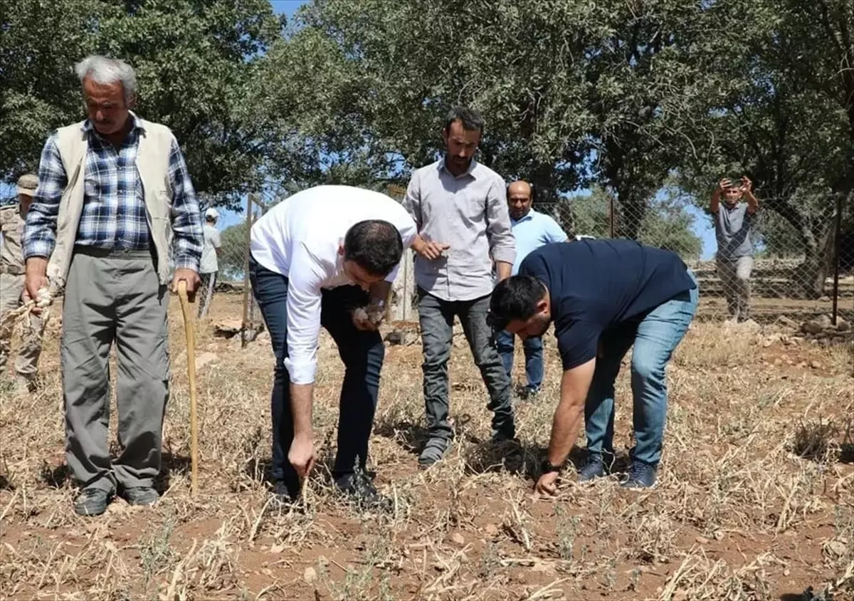Hasankeyf'te Mehina Sarımsağı Hasadı Yapıldı