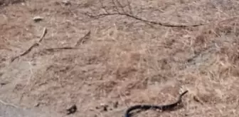 Hatay'da Yılanlar Korku Yarattı, İtfaiye Ekibi Kurtardı