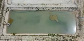 Hatay'da Sazan Üretim Tesisi Faaliyete Geçti