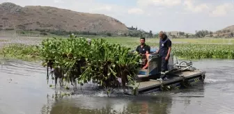 Gölbaşı Gölü'nde Su Sümbülü Temizliği Başlatıldı
