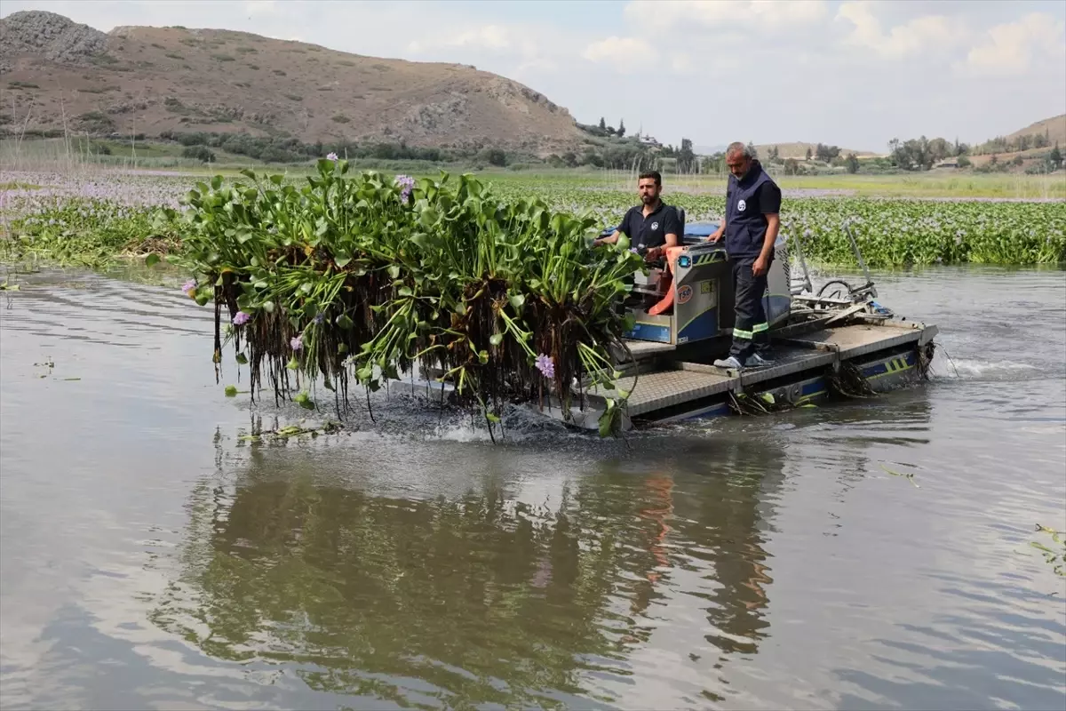 Gölbaşı Gölü'nde Su Sümbülü Temizliği Başlatıldı