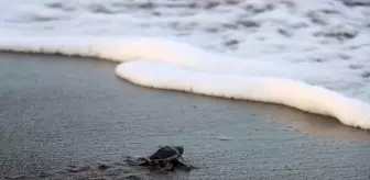 Hatay'da Yeşil Deniz Kaplumbağalarının Korunma Çalışmaları İlerlemede