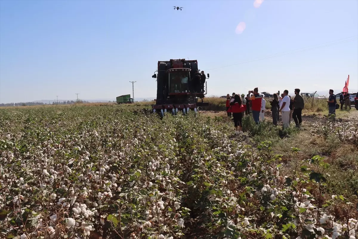 Hatay'da Pamuk Hasadı Başladı: 140 Bin Ton Rekolte Bekleniyor
