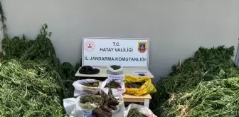 Samandağ'da Uyuşturucu Operasyonu: 7 Bin Köklü Kenevir Ele Geçirildi