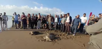 Tedavi Edilen 4 Caretta Caretta Denizle Buluştu