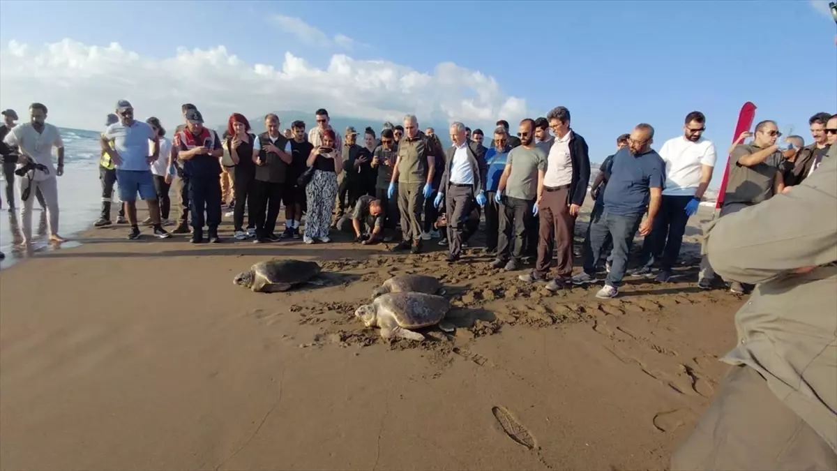 Tedavi Edilen 4 Caretta Caretta Denizle Buluştu