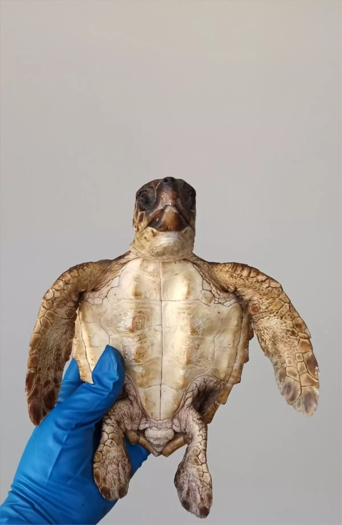 Hatay'da Nesli Tükenme Tehlikesi Altındaki İki Şahin Gagalı Kaplumbağa Telef Oldu