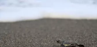Samandağ'da Yeşil Deniz Kaplumbağası Yavruları Denize Ulaştı