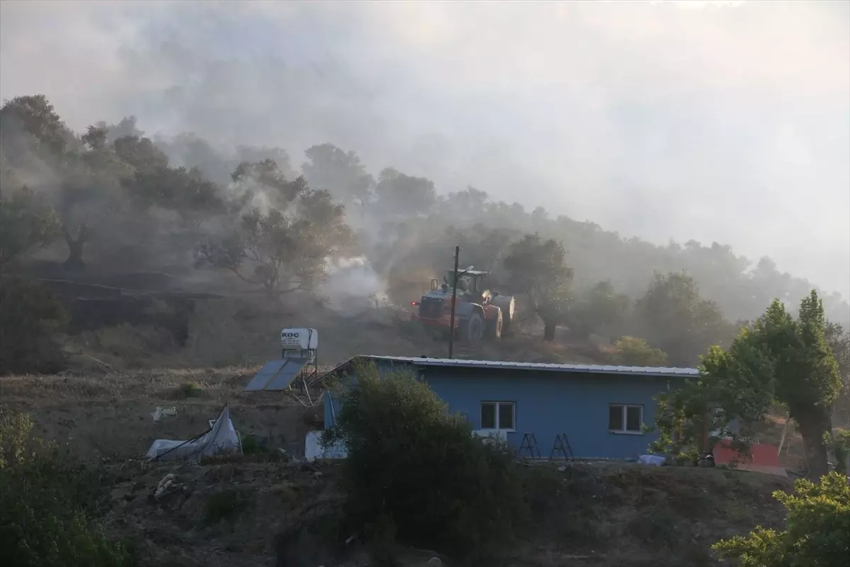 Hatay'da Zeytinlikte Yangın: 10 Bin Ağaç Zarar Gördü