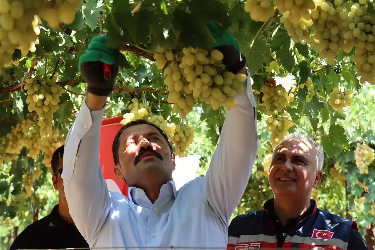 Hassa'da Üzüm Hasadı Başladı