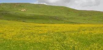 Muş Ovası Baharla Renkleniyor