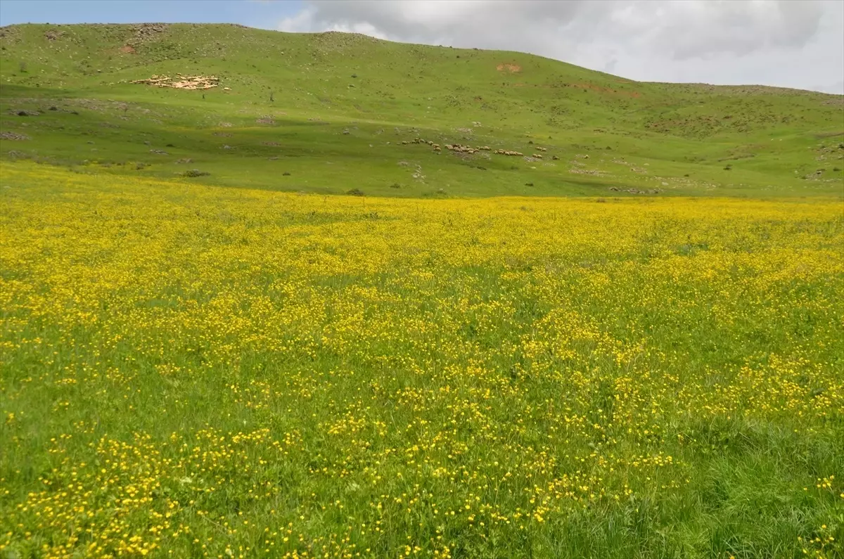 Muş Ovası Baharla Renkleniyor