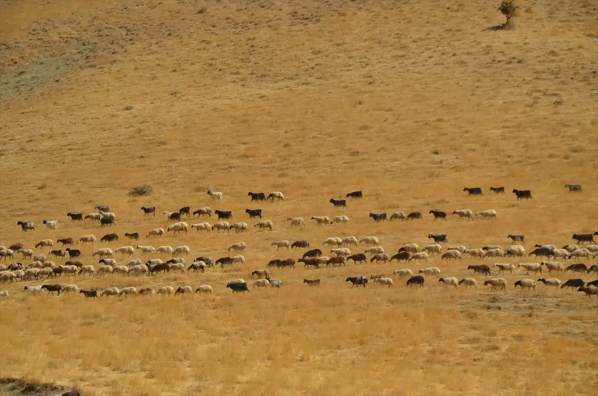 Muş'ta Besiciler Yayla Dönüşü Yapıyor