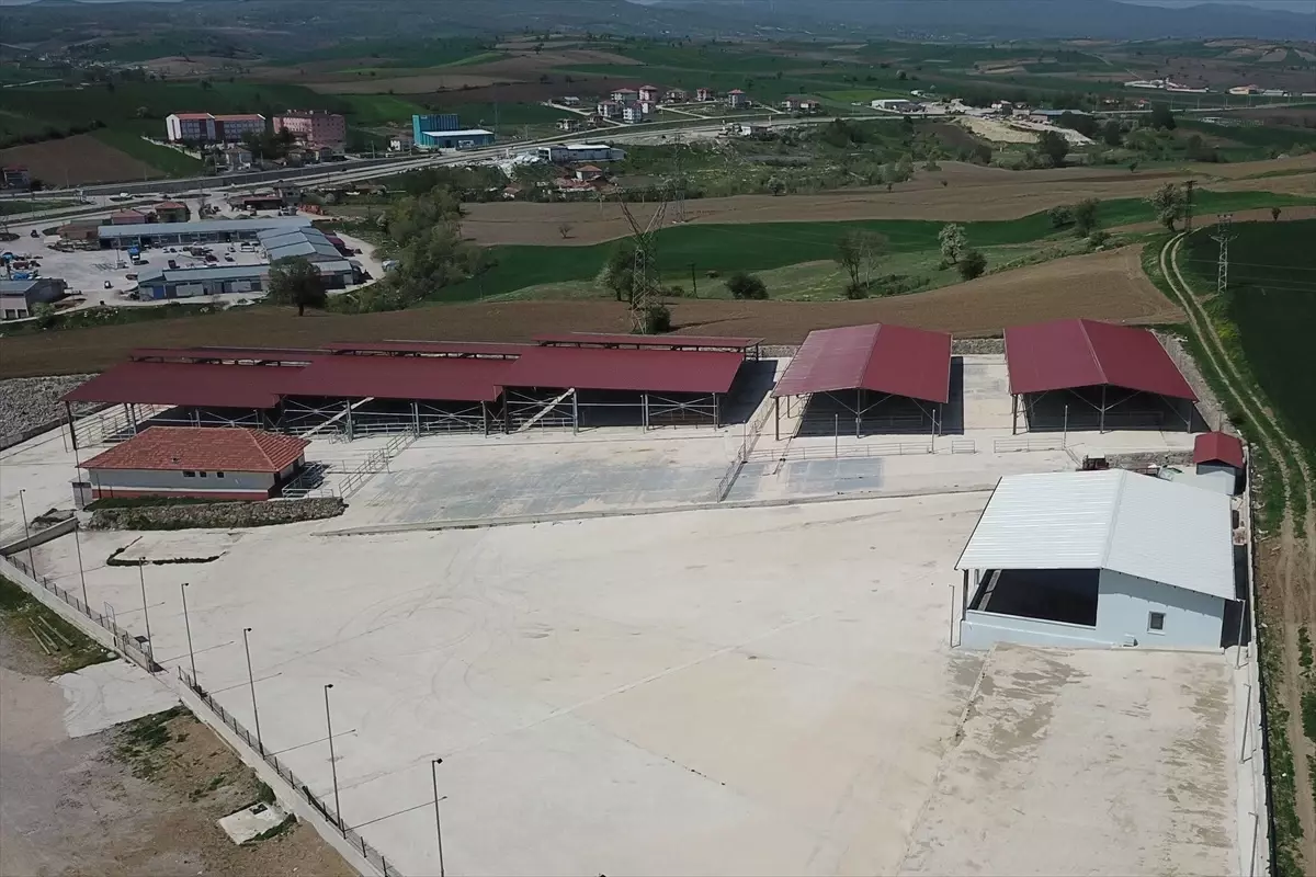 Samsun'un Havza Canlı Hayvan Pazarı Tedbiren Kapatıldı