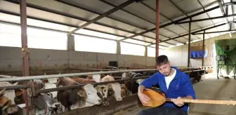 Çubuk'ta Besici, Hayvanları için Saz Çalıp Türkü Söylüyor