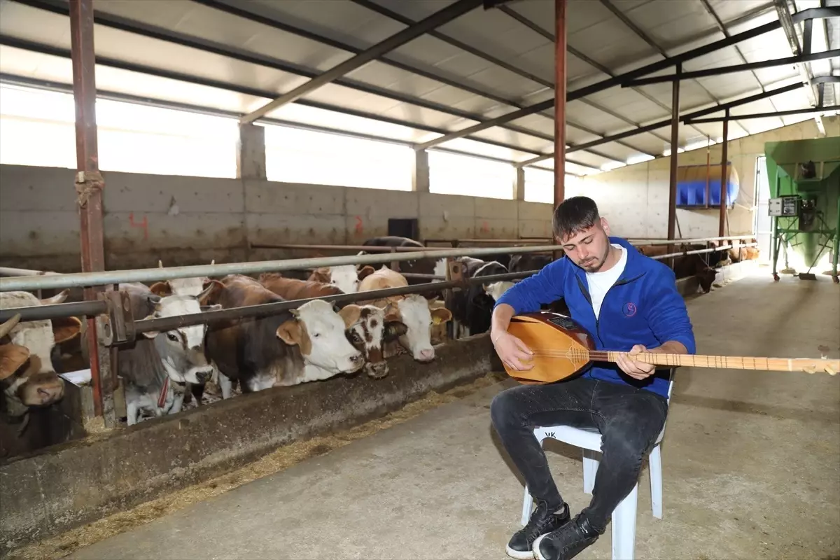 Çubuk'ta Besici, Hayvanları için Saz Çalıp Türkü Söylüyor