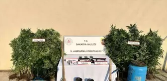 Hendek'te Kenevir Yetiştiren Şüpheli Tutuklandı