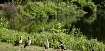 Hollanda'nın Arnhem Şehrindeki Tarihi Park Sonsbeek