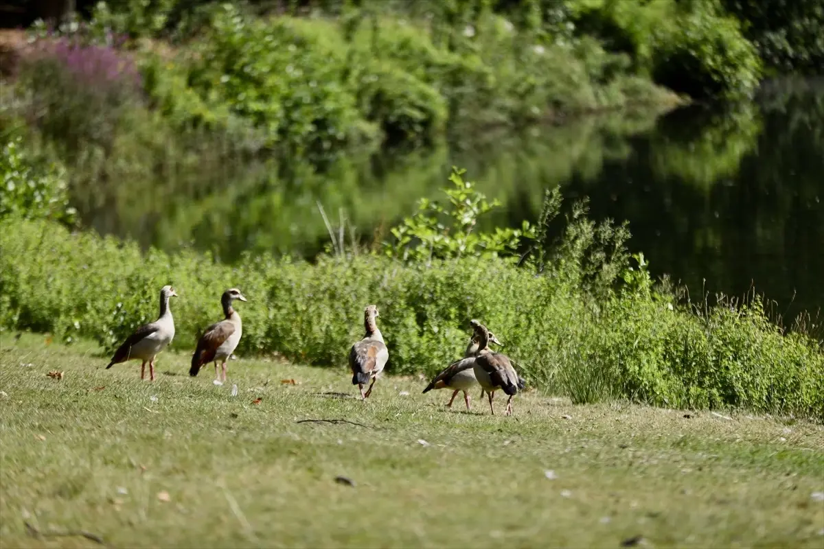 Hollanda'nın Arnhem Şehrindeki Tarihi Park Sonsbeek