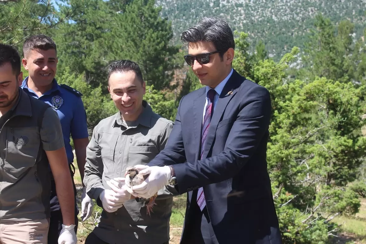 İbradı'da 800 Kınalı Keklik Doğaya Bırakıldı