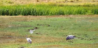 Iğdır'da Telli Turna Popülasyonu ve Yaşam Alanları Araştırılacak
